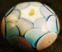 Perle N14